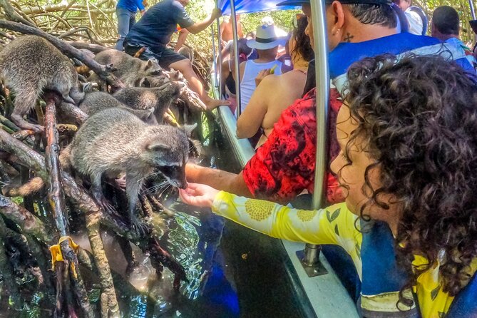 TOUR BARÚ, SNORKELING Y MAPACHES